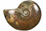 Red Flash Ammonite Fossil - Madagascar #187247-1